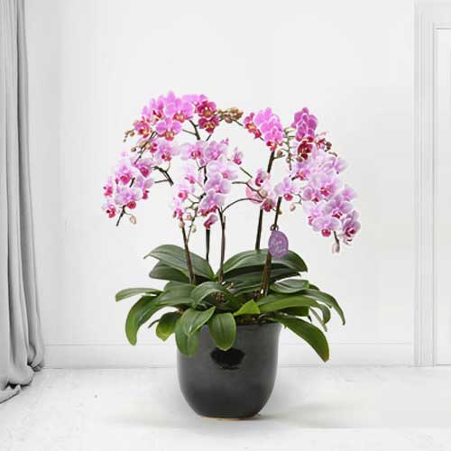 Phalaenopsis Orchid 5 Stem