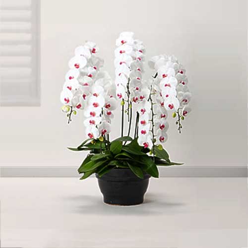 Premium White Phalaenopsis 5 Stems