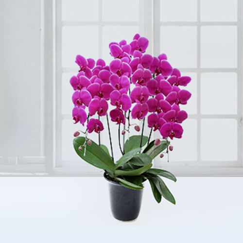Bright Vibrant Orchids