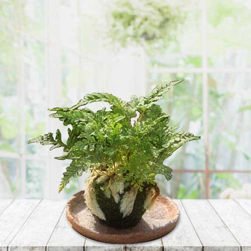Enchanting Fern Plant