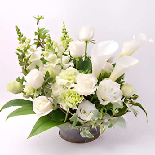 Sweet White Serenity