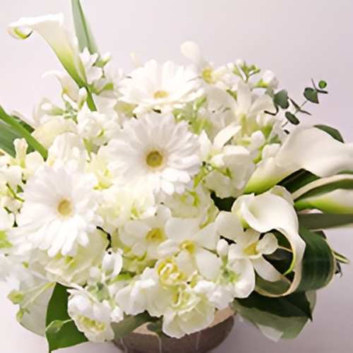 White Blossom Surprise
