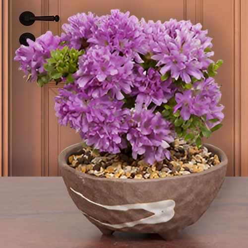 Miyama Kirishima Tsutsuji