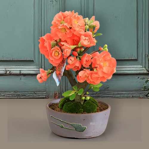 Bonsai Chinese Quince