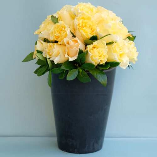 Yellow Rose In A Pot