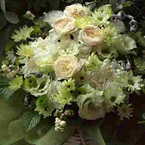 Wintry Whites