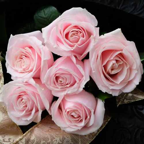 6 Pink Rose Bouquet
