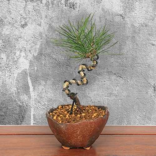 Kuromatsu Black Pine